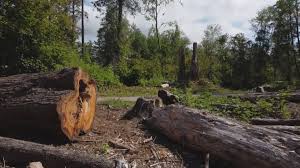 Best Tree Cabling and Bracing  in La Mirada, CA