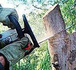 Best Emergency Tree Removal  in La Mirada, CA