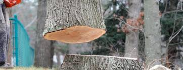 Best Tree Disease Treatment  in La Mirada, CA