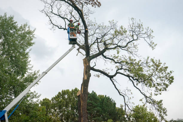 Best Utility Line Clearance  in La Mirada, CA
