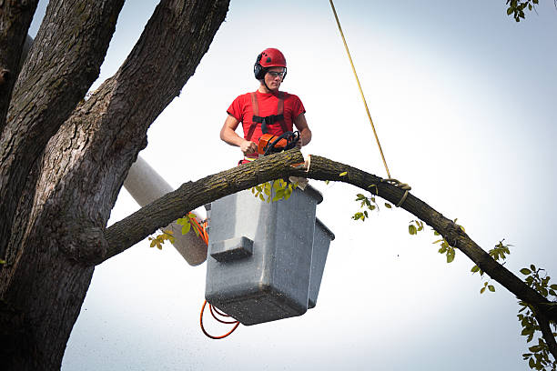 Best Hazardous Tree Removal  in La Mirada, CA