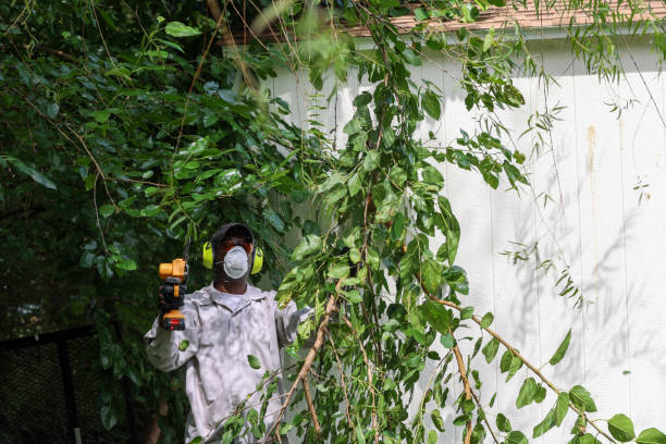 Best Root Management and Removal  in La Mirada, CA